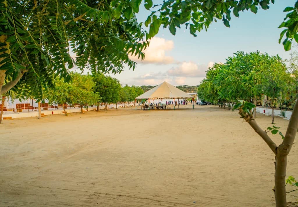Sandy camp ground and a large tent among trees at a Jaisalmer desert stay